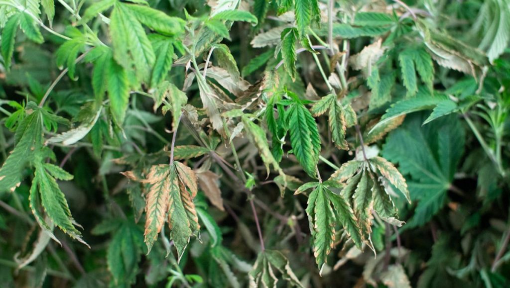 Передозировка удобрениями: избыток азота у марихуаны