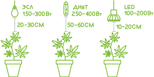 Оптимальное расстояние от верхушки марихуаны до разных типов ламп