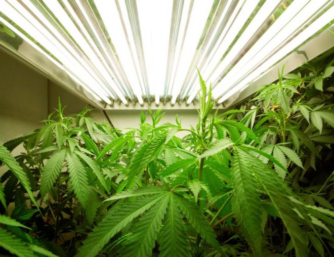 Сколько освещения нужно растениям на квадратный метр?