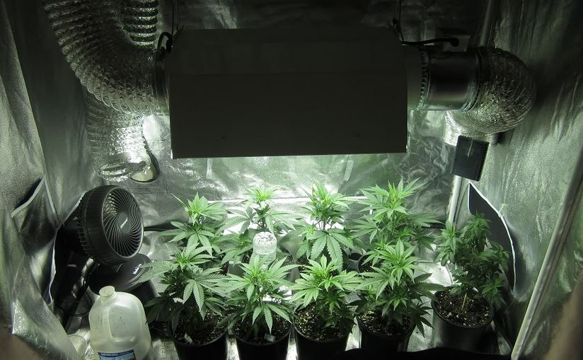 Выращивание марихуаны в домашних условиях в гроубоксе показывает ли общий анализ крови марихуану