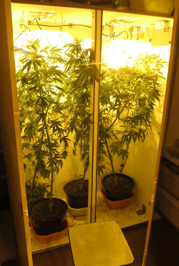 Шкаф для выращивания конопли видео паркинсонизм и марихуана