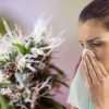 бывает ли аллергия на каннабис?
