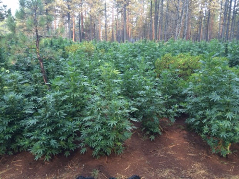 Марихуана выращенная в лесу марихуана найти в украине