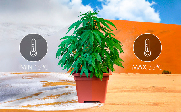 Критические температурные значения для выращивания марихуаны