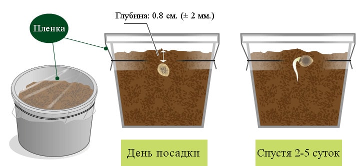 проращивание семян конопли в почве